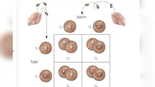 Multiplication and Addition rule of Probability | Chapter-14, (part-5), Genetics| Book Campbell