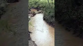 A creek in Shelby Forest, TN #shorts #satisfying #asmr