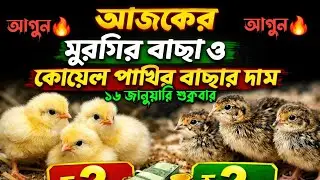 আজকের মুরগির বাচ্চার দাম ও কোয়েল পাখির বাচ্চির দাম | ১৬ জানুয়ারি ২০২৬ | Daily Poultry Price Update