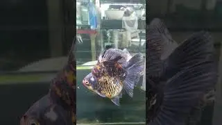 #goldfish #ryukin #japan