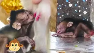 Baby monkey Martin was so hungry he asked for milk from his mother, but Martin was knocked down