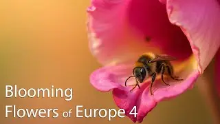 The Most Beautiful Blooming Flowers of Europe (4)!