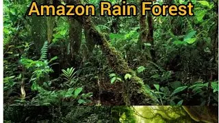 Insights of Amazon Rain Forest Brazil !!  exploring the unexplored Amazon forest !!
