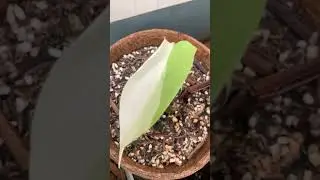 Beautiful leaf on this gorgeous plant, enjoy! 🌱 #monsteravariegata #monsteravarigata