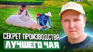 Я ПРОНИК НА ЗАКРЫТОЕ ЧАЙНОЕ ПРОИЗВОДСТВО В КИТАЕ! Что скрывают производители? Часть 2