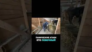 Правда жизни! #shortvideo #shorts #viral #vlog #travel