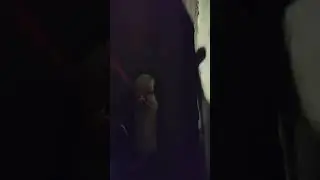 Кот британец гуляет на шлейке