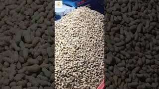 Sand Roasted Peanuts | Oil Free Street Food #shorts #streetfood