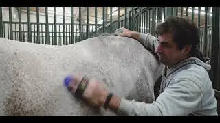 Wie lebt es ich als Fiakerpferd in Wien?