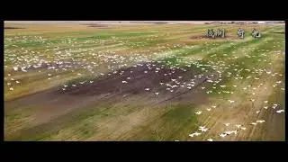 SCENE OF FALL IN SASKATCHEWAN-Part Three-COUN TLESS BIRDS DANCING OVER FARMLANDS