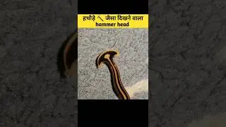hammer head || हथौड़े जैसा दिखने वाला warm || #hammerhead #hammerheadworm #shorts #facts