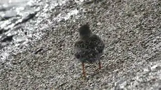 Purple Sandpiper, Calidris maritima, Paarse Strandloper, Texel NH, the Netherlands, 25 Oct 2025 (10)