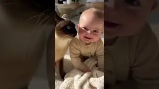 Pure Joy Moments #38 Soft Fun: Siamese Cat Rubs Its Head Against the Baby and Meows Sweetly