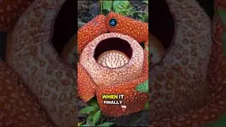 🌺 Цветок-труп: Раффлезия Арнольда &ndash; самый большой и редкий цветок в мире