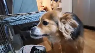 Ашерчик округляется🐶😜