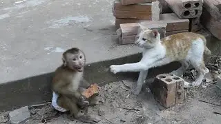 Oh God!! Baby Donal Cry Angry Kitty Cat Slap Him While He Try To Pick Up Rock