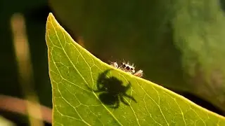 Garden bugs 2