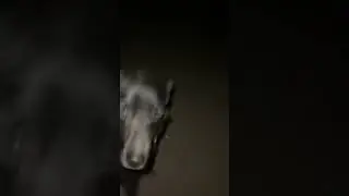 dog with dubstep music