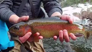 Flyfishing Cheesman Canyon in December. Winter Euro Nymphing for big wild trout.