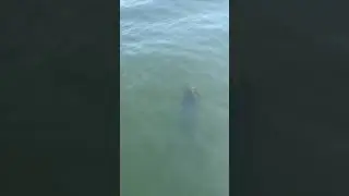 Подводные бревна в районе Толедобенд
