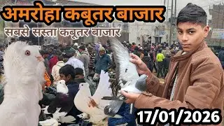 🔥Sabse Sasta Kabootar Bazar 🕊️ अमरोहा कबूतर बाजार gola Kabootar Market #kabootar #pigeon #birds 