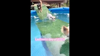 Chihuahuas go swimming for the last time of summer 2025! 