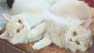 Lovely Cats Hugging And Fighting Each Other - Funny Cat Videos 🐾