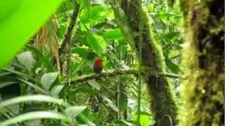 Endemic Crested Ant-Tanager - Habia cristata - Otun, C Andes