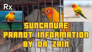SUNCANURE BREEDER PAIR INFORMATION