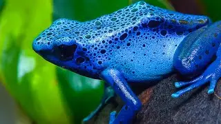 Frogs, Poison, Darts, and Coca Leaves