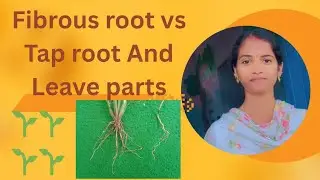 Fibrous root vs Tap root And Leave parts