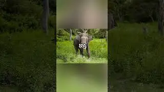 Asian Elephant Explained... 🐘🛕🌅 #science#history#explained#nature#wildlife#fyp#tree#air#sand#water#1
