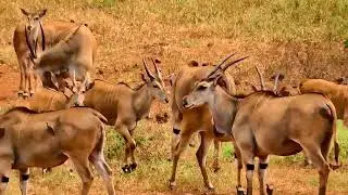 Eland, Big herd of 70+
