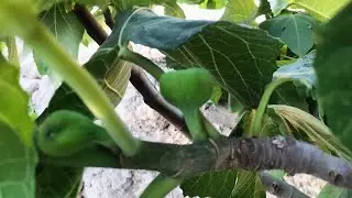 Figs Plants and figs fruits @figs @anjeer #youtube @MinifigsAndBricks