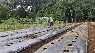 NEXT LEVEL FARMING! MODERN HOSE AND MACHINE SYSTEM WATERS MASSIVE FIELDS QUICKLY-Agriculture Farming