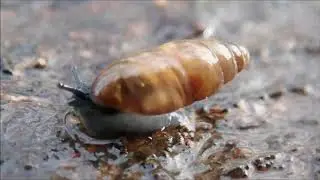 Glanzende agaathoren (Cochlicopa lubrica)