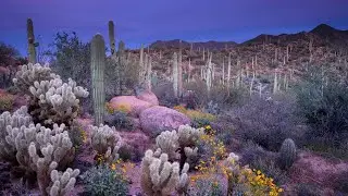 Stunning Beauty of Desert Flowers #videos #desertflowers #beautifulflowers @Plants-World