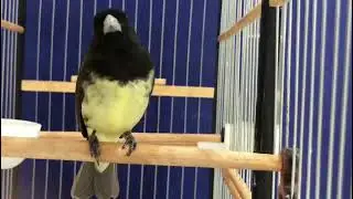 Papa Capim de respeito Canto Tui Tui