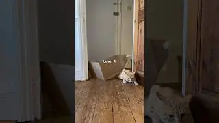 Cat cardboard challenge 🫣