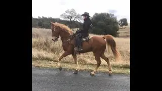 Spotted Saddle Horse vs Tennessee Walking Horse- Gaiting and Cantering