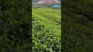 Beautiful Tea Garden Of Nepal🏞️🇳🇵