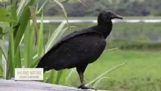 Wake of Black Vultures Close Up
