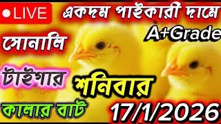 আজকের ব্রয়লার বাচ্চার দাম | Live Poultry Market Update Bangladesh Today
