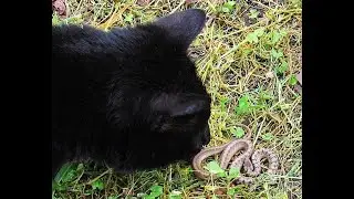 Country Cats