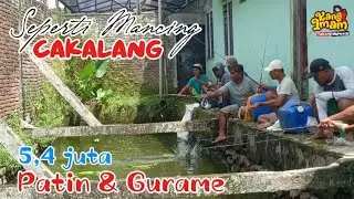 279 : seperti mancing ikan cakalang‼️mancing patin super gacor, bonus grameh babon 100 ekor