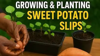 From Box to Bounty! Growing Sweet Potato Slips in a Patio Garden