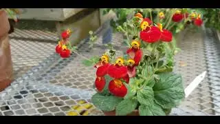 CALCEOLARIA PLANT (SLIPPER FLOWER)
