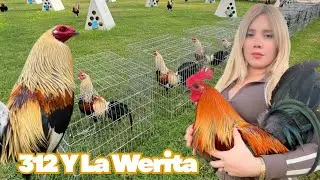 BIG FARM MX - Feeding Time Free Range Shape Chicken Coop Indoor Outdoor Breeding Pens 312