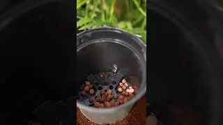 Growing in pots? Keep these quick and easy tips and tricks in mind!
