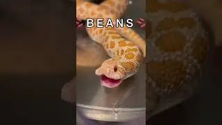 BEANS GREENS POTATOES TOMATOES #shorts #hognose #reptile #snake #thanksgiving